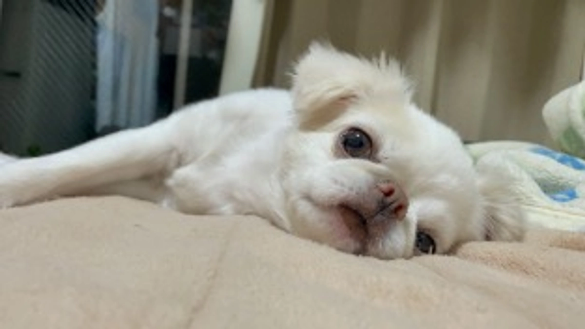 残り17日🐶‼️