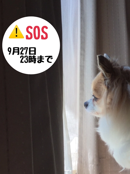 残り6時間となりました。