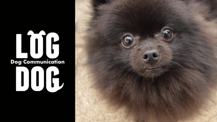 気軽にわんちゃんと触れ合える！鳥取県米子市でDOG EVENTを開催