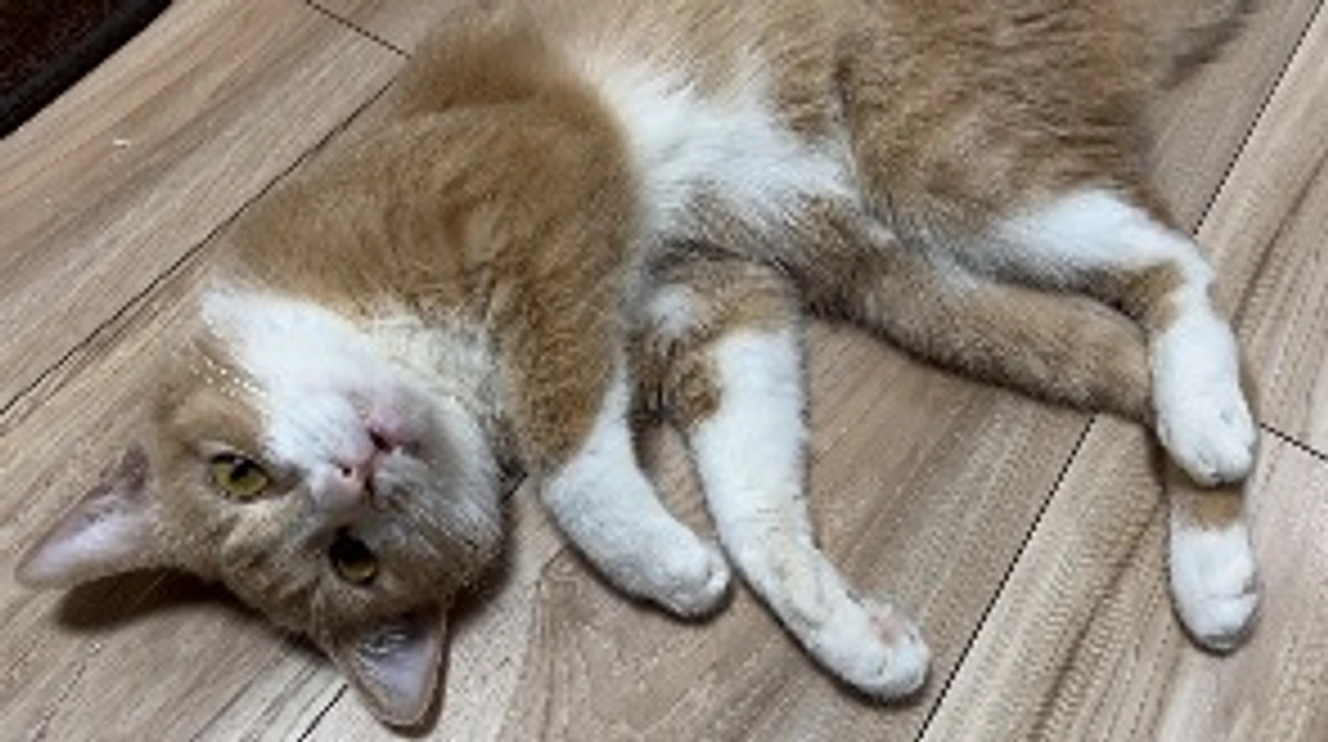 【定期診察３回目・皮膚疾患発見】