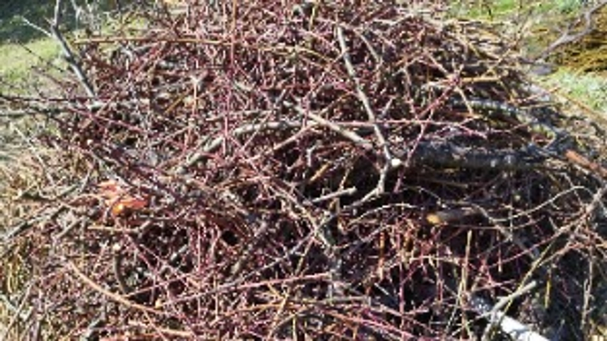 今日で剪定終わりました