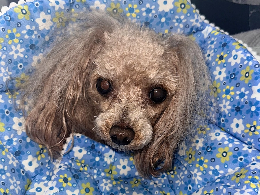 🌸 感謝の気持ち 🌸