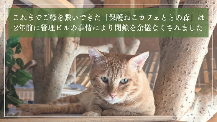 ととの森｜猫と人が出会い、温かいご縁を繋ぐ「はじまりの場」の開設へ 3枚目