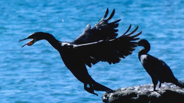 レンズに映そう！三浦の海　海洋教育写真コンテスト開催
