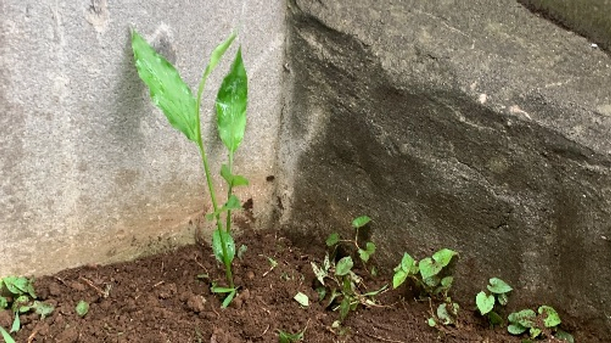 現在のミョウガ