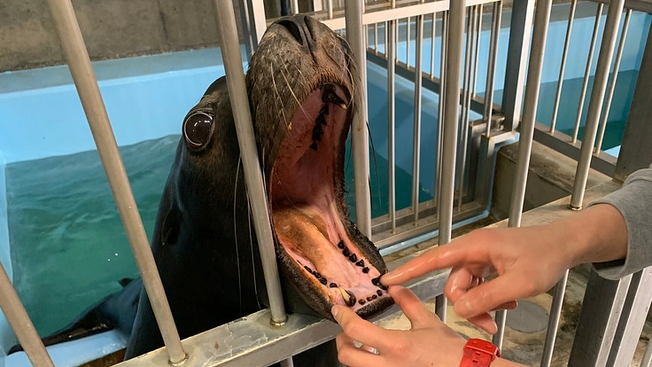 ヒトも動物も健“口”な社会へ。動物園・水族館動物の歯周病菌を調査！