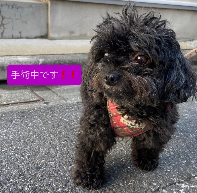 ピニョン手術中です❗️❗️頑張ってます🫀