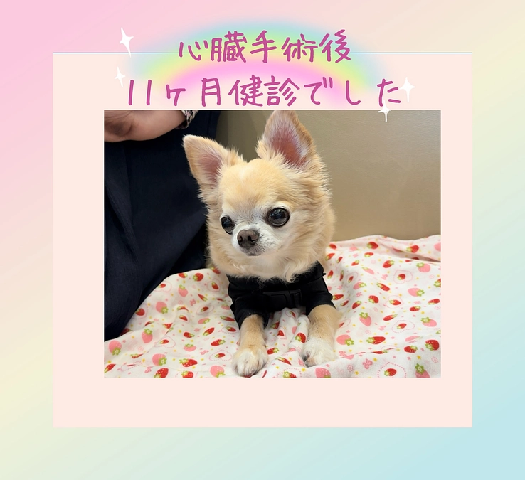 心臓手術後 11ヶ月検診でした