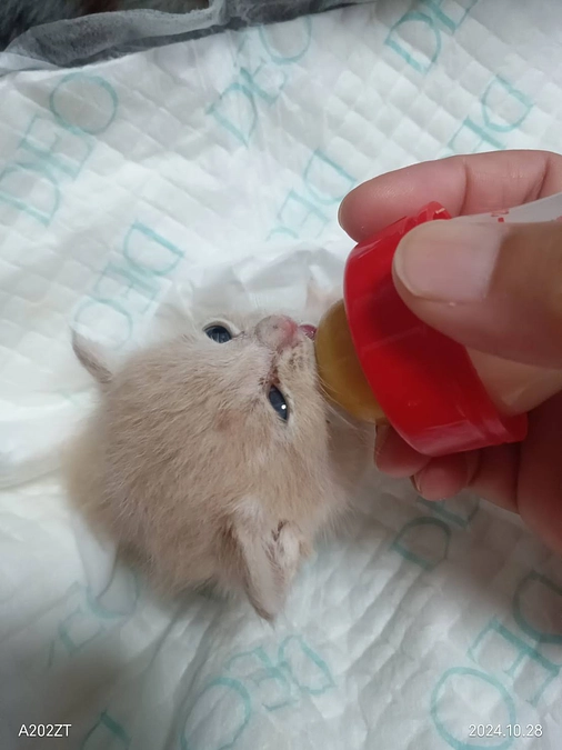 小さな体で頑張って生きてくれたおチビ君、亡くなりました。