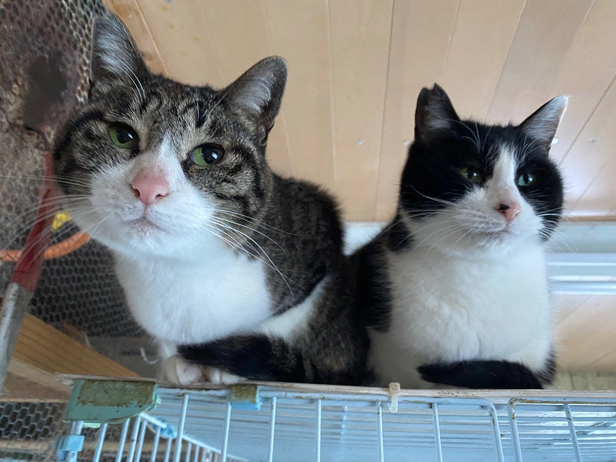 【引き続きのご支援のお願い】目標達成ありがとうございます