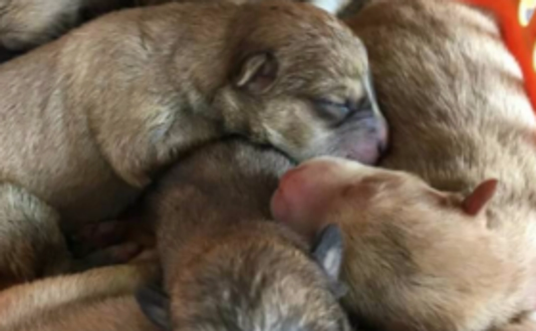 【あなたの名前をシェルターに掲示＋オリジナル犬猫バンダナ】