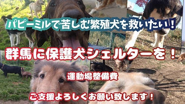 群馬県に保護犬シェルターを！ ┃ 運動場舗装の工事費用 のトップ画像