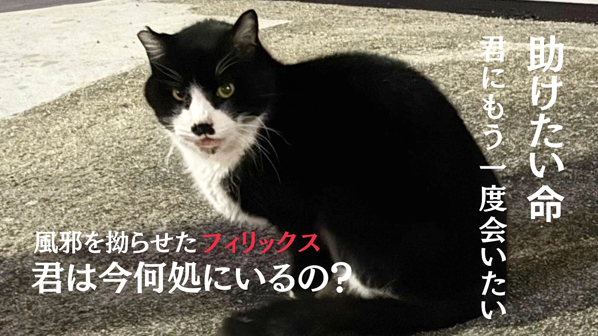 【プロジェクトにかける思い】7年待たせ、消えたフィリックス。救えると信じていた命をもう失いたくない。