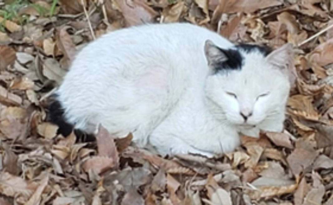 サンクスメール