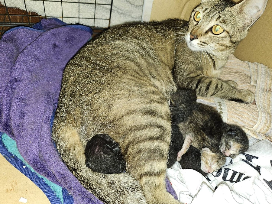 5匹のおチビちゃんたち、元気に育つ