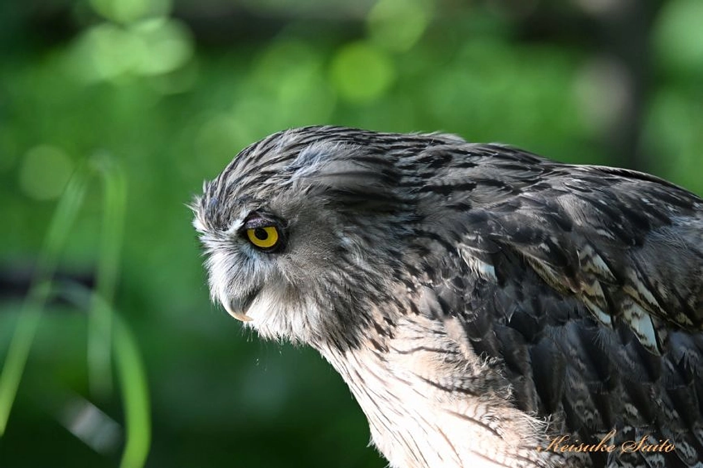 NHKダーウィンが来た！明日放送です！
