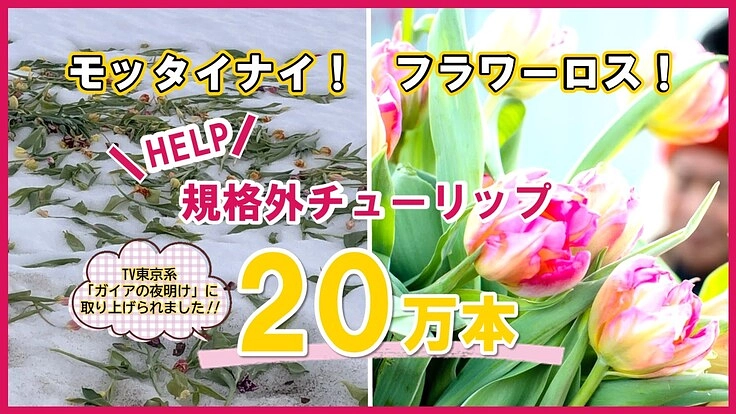 雪害に苦しむチューリップ農家さんを助けたい！