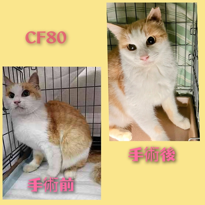 ＣＦ７９～８２終了しました