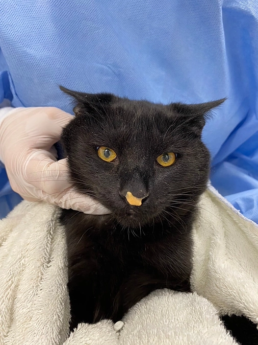 奥能登からやってきた黒猫アイス３きょうだい、パルム、ピノ、パピコ。家族との出会いにむけて社会化中