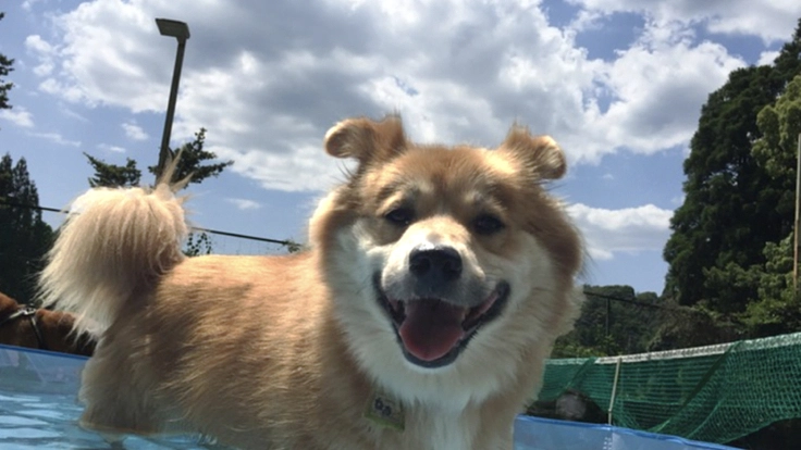 コロナ禍で募金活動ができず支援が止まっているシェルターにご支援を！