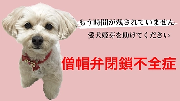 姫芽を助けたい！僧帽弁閉鎖不全症の手術費のご支援をお願い致します。 のトップ画像