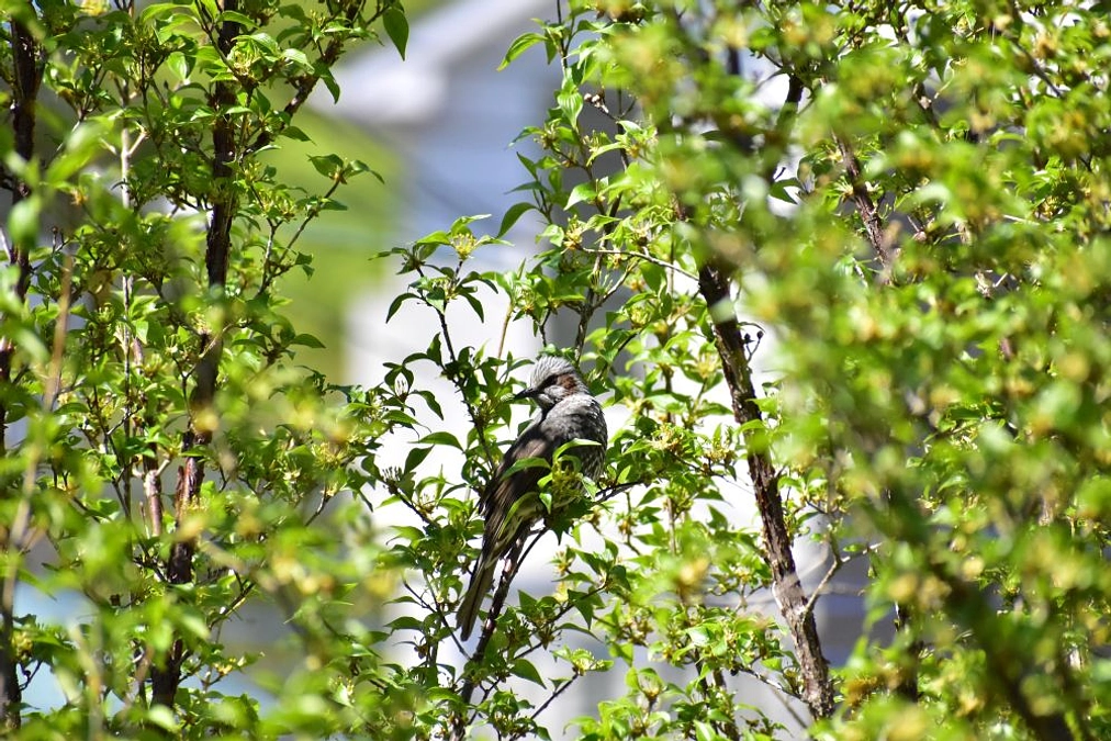 【リリース情報】ネコに襲われ右翼の抜けたヒヨドリ