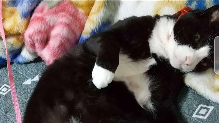 猫白血病による悪性リンパ腫治療費の支援のお願いよろしくお願いします