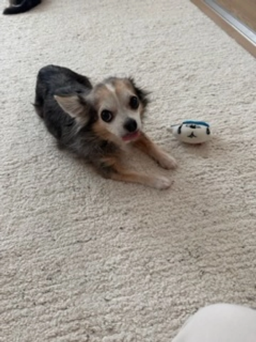 ららのプロジェクトのチラシが完成しました🎉