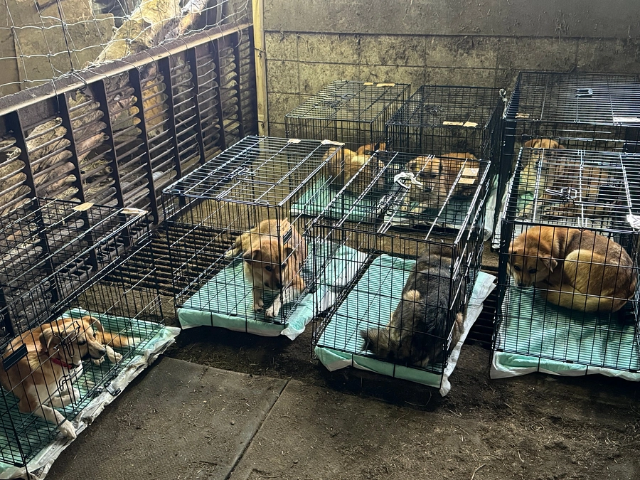 2回目の一斉捕獲・避妊去勢手術 1日目