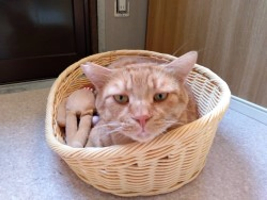 【活動報告】シェルター写真集　