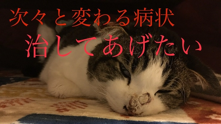 小さな大切な命をどうか繋いでください！