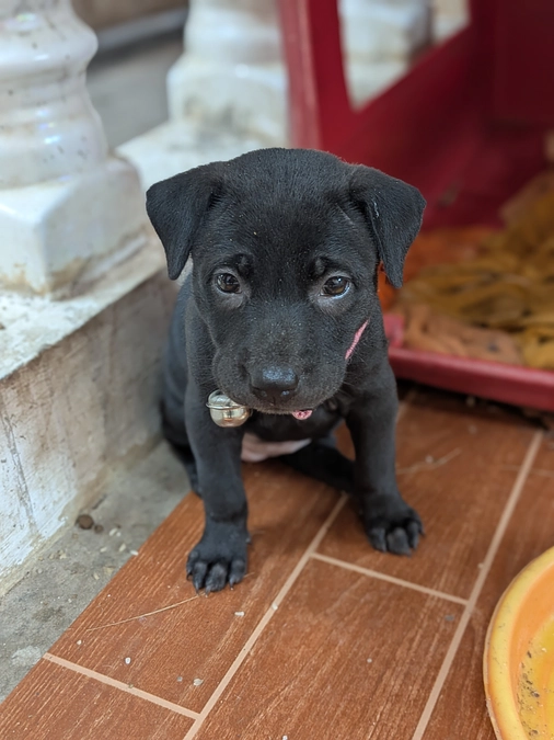 子犬を産んだ親子の管理から今の子犬の様子