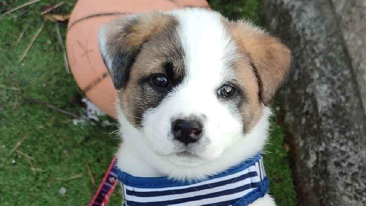 先天性の病、肝動静脈瘻の犬アラレを助けたい！