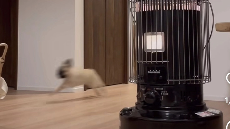 走るのが大好き茶々丸を守りたい。