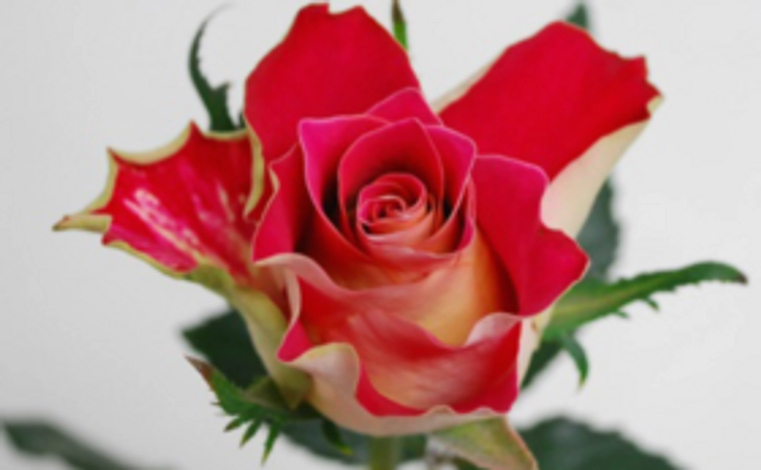 【薔薇にお好きなお名前を】新品種の薔薇の命名権とその切り花のセット豪華版