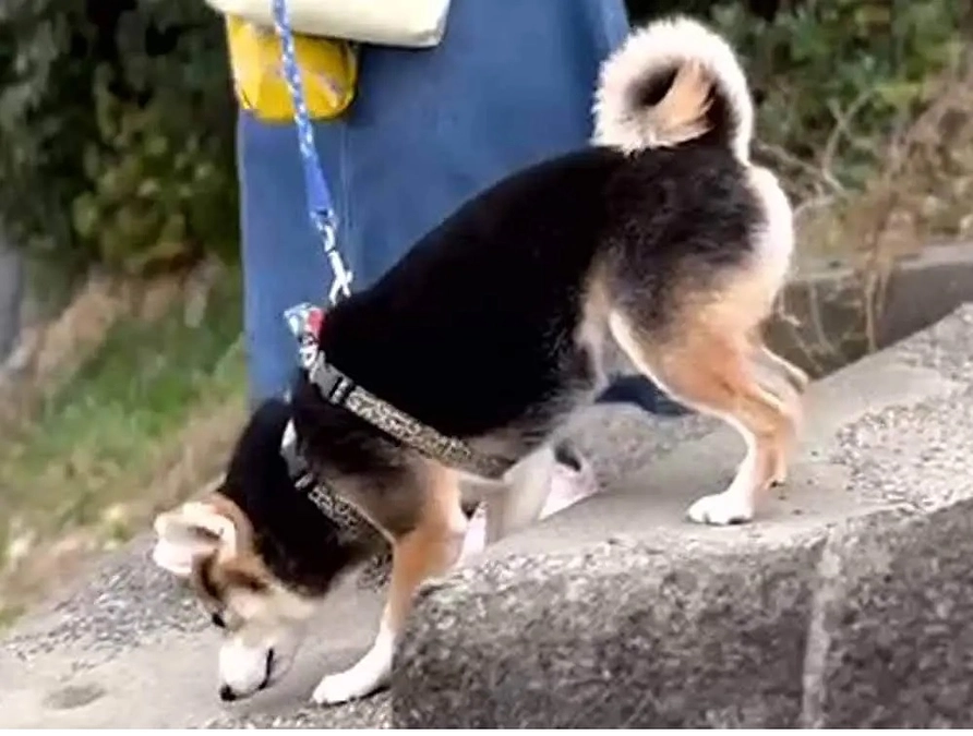 ワンちゃんのお散歩の癖を動画等で確認しながら製作しています。