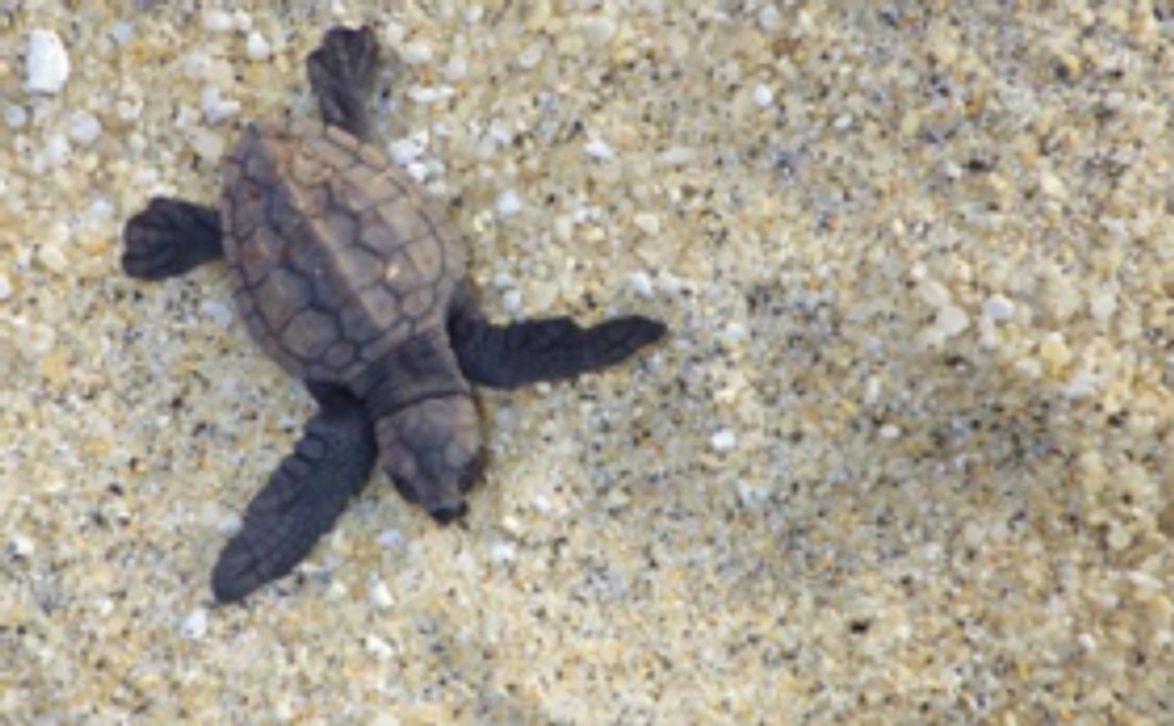 お気持ちコース