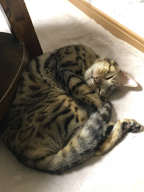 退院後に購入したもの