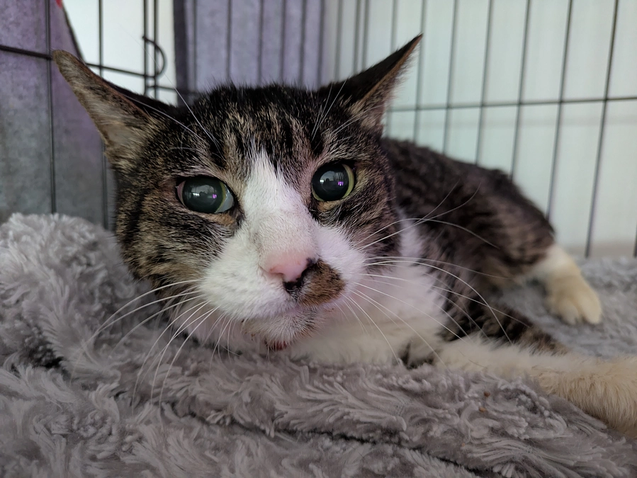 ［もなか君］について