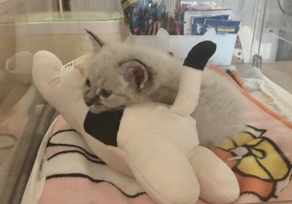 【挑戦中のクラウドファンディングも残り13日】仔猫たちの緊急保護、寝ずのお世話などで必死の日々です