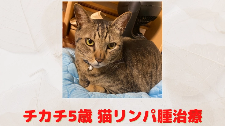 猫リンパ腫と闘う愛猫チカチにご支援よろしくお願いします。
