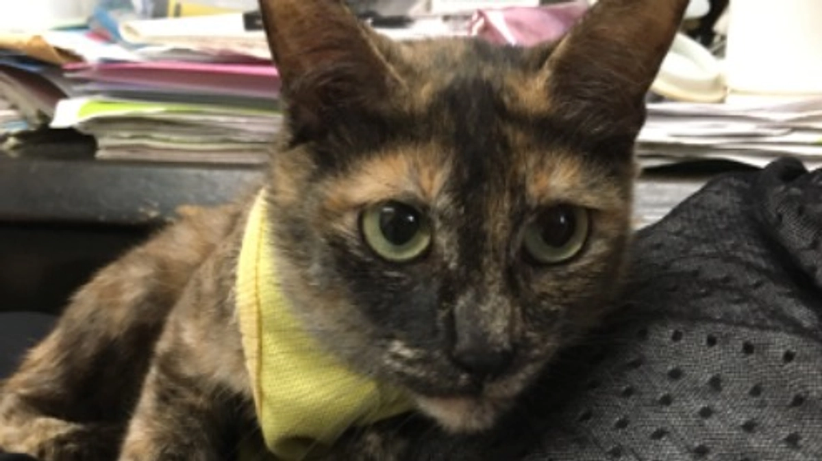 【3月15日までに目指せ100万円！】保護猫の避妊・去勢手術は大切です