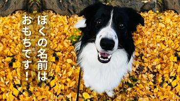 1歳で未分化癌と戦うボーダーコリー。おもちを助けたい。 のトップ画像