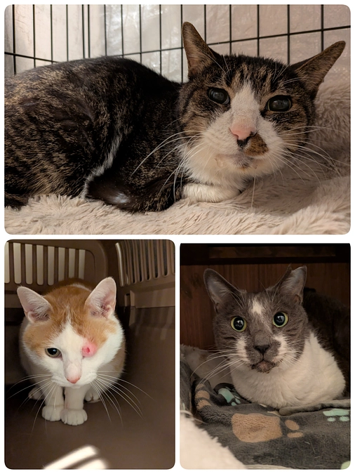 3匹の医療について