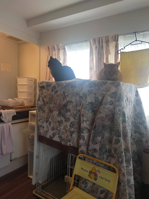 第１保護猫シェルター