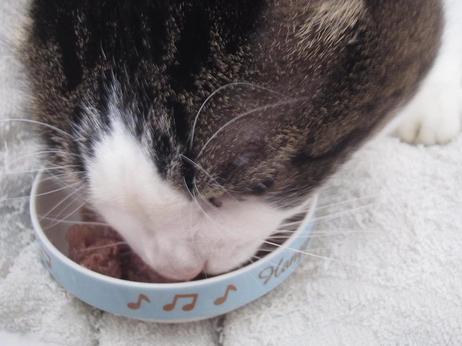 ご支援拡散にご協力いただき感謝申し上げます