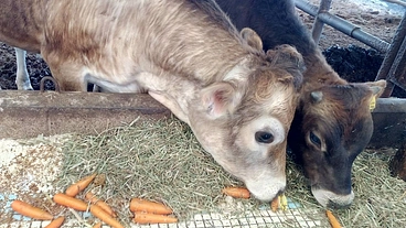 【五頭目を育てる】生後すぐに処分されるジャージー牛の雄子牛を育てる のトップ画像