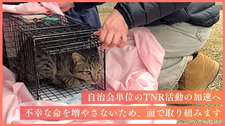 人の深刻な高齢化から犠牲になる猫を救うために。命を守る医療支援を！ 3枚目