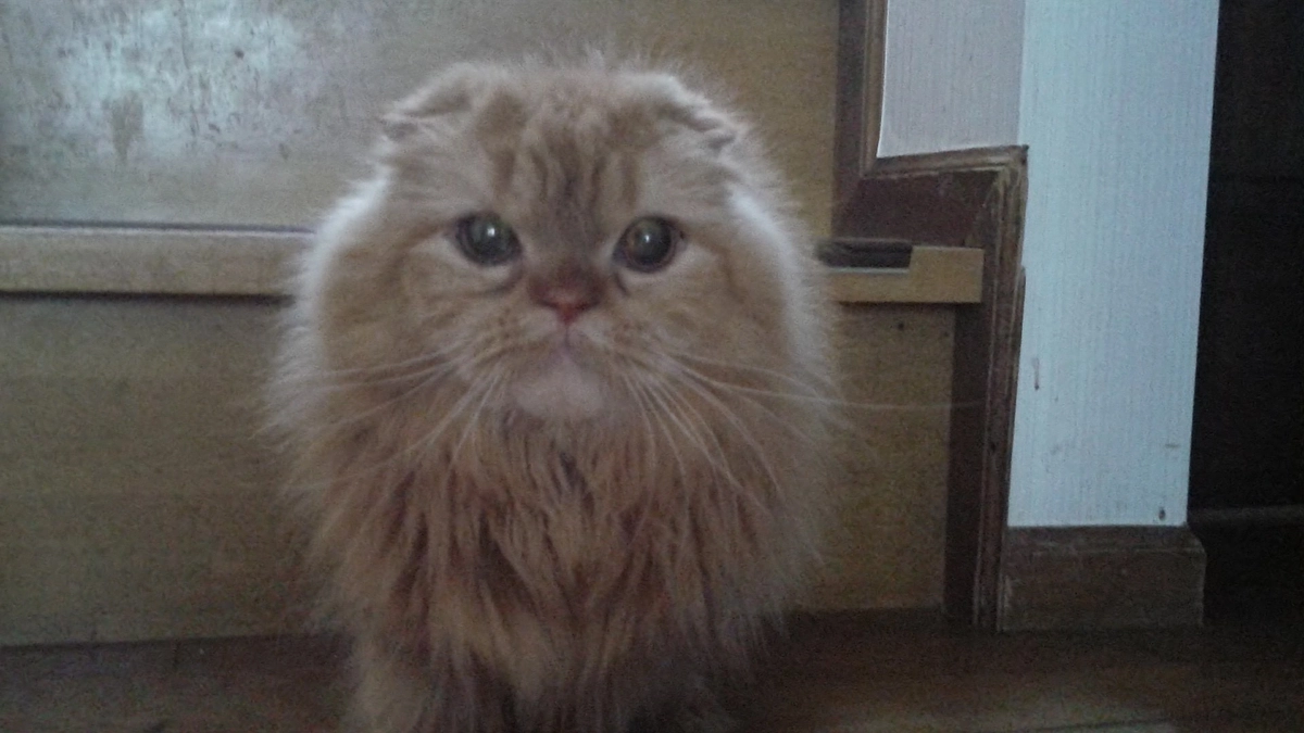 公開中プロジェクトのご紹介！〜ご支援は11月15日(金)  23時まで〜