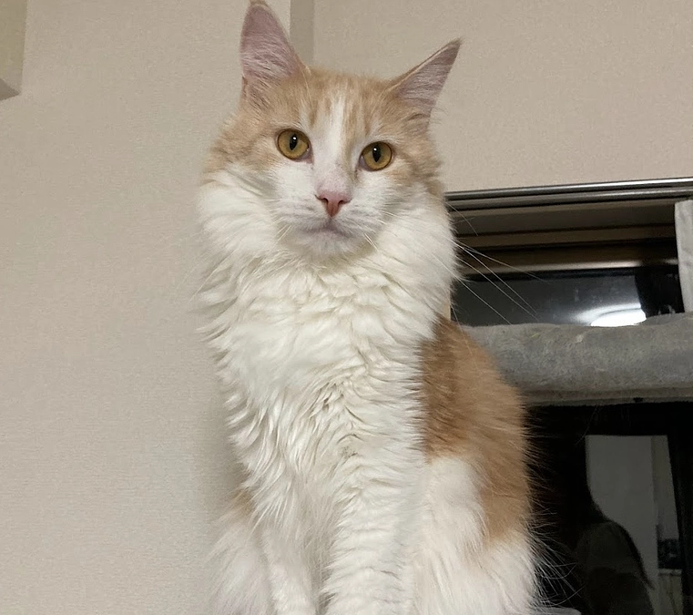 10/22ルイの様子/代理支援分を反映しました